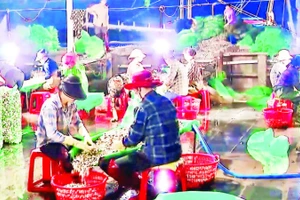 Người dân đưa ngao về khu tập trung để xử lý, làm sạch.