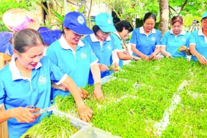 Chị em phụ nữ khu phố Bình Khởi (phường Sơn Đông, tỉnh Vĩnh Long) trồng rau mầm sạch gây quỹ thực hiện công tác thiện nguyện tại địa phương. 