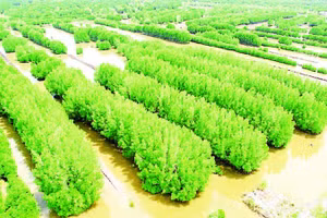 Khi thương mại hóa được tín chỉ carbon, Cà Mau sẽ có thêm nguồn thu khoảng hơn 3.500 tỷ đồng nhờ “kho báu xanh” ở đại ngàn rừng ngập mặn.