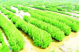 Khi thương mại hóa được tín chỉ carbon, Cà Mau sẽ có thêm nguồn thu khoảng hơn 3.500 tỷ đồng nhờ “kho báu xanh” ở đại ngàn rừng ngập mặn.