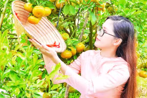 Dịch vụ trải nghiệm bơi xuồng tại vườn quýt hồng.