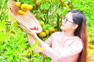 Dịch vụ trải nghiệm bơi xuồng tại vườn quýt hồng.