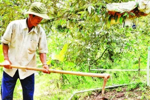 Nông dân trồng sầu riêng ở xã Long Tiên, tỉnh Đồng Tháp.