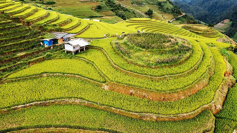 Đồi mâm xôi ở La Pán Tẩn, một trong những biểu tượng du lịch Mù Cang Chải. 48.jpg