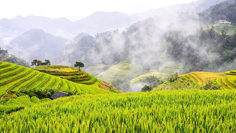 Mây lẩn khuất giữa ruộng bậc thang vàng óng. 46.jpg
