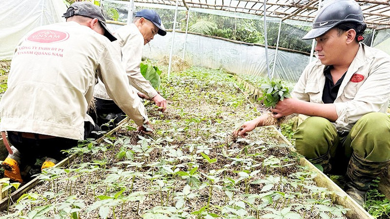 Khai thác cây sâm giống trao tặng các hộ dân khó khăn. 102.jpg