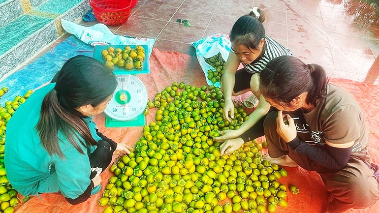 Người dân và thương lái phân loại hồng quả theo kích cỡ. Ảnh: TÙNG VÂN 52.jpg