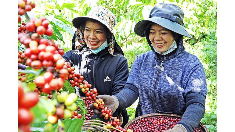 Người công nhân biến thành nông dân ngay trên vườn cây của nông trường xưa. 162.jpg