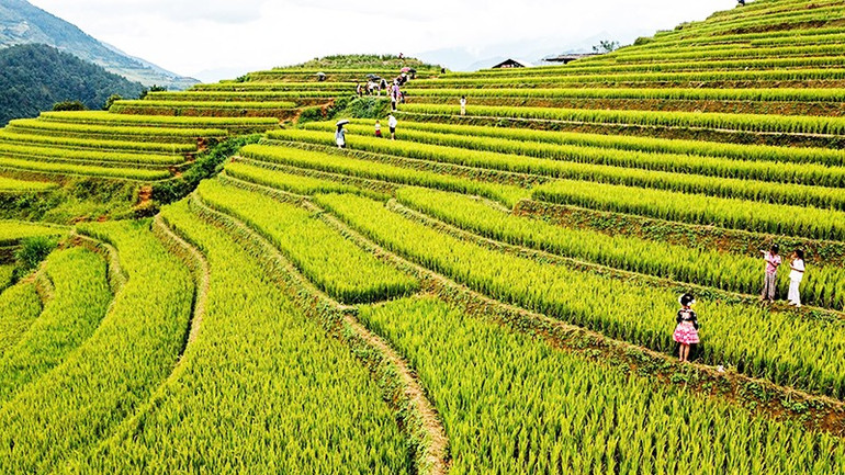 Đông đảo du khách đến với Mù Cang Chải mùa lúa chín. 47.jpg