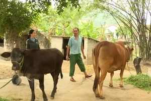 Mô hình chăn nuôi giúp nhiều hộ dân thoát nghèo. Ảnh: NGỌC LAN