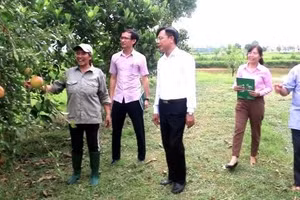 Mô hình trồng trọt, phát triển kinh tế từ vốn vay của ngân hàng chính sách xã hội.