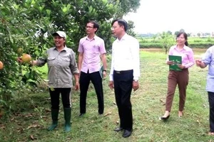 Mô hình trồng trọt, phát triển kinh tế từ vốn vay của ngân hàng chính sách xã hội.