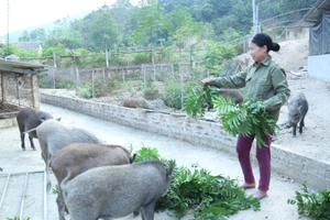 Nhiều hộ dân nỗ lực chăn nuôi, vươn lên làm giàu, thoát nghèo.