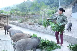 Nhiều hộ dân nỗ lực chăn nuôi, vươn lên làm giàu, thoát nghèo.