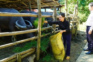 Nhờ vốn ưu đãi, bà Đinh Thị Ngọc Lan ở xã Sơn Hạ làm ăn khấm khá và thoát nghèo bền vững.