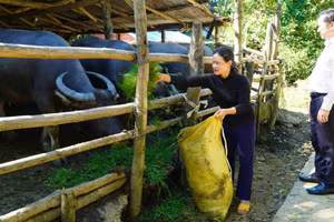 Nhờ vốn ưu đãi, bà Đinh Thị Ngọc Lan ở xã Sơn Hạ làm ăn khấm khá và thoát nghèo bền vững.