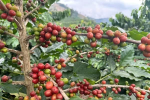 Trồng cà phê giúp nhiều hộ dân thoát nghèo.