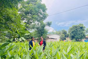 Mô hình sinh kế giúp nhiều người dân miền núi phía tây Quảng Ngãi nâng cao thu nhập.