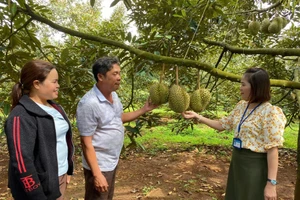 Trồng sầu riêng giúp nhiều hộ gia đình tăng thu nhập, thoát nghèo.