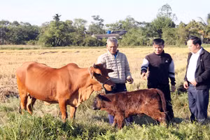 Từ nguồn vốn được hỗ trợ, gia đình ông Nguyễn Văn Gắn có thu nhập ổn định hơn.