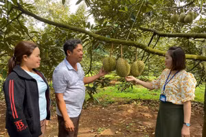 Trồng sầu riêng giúp nhiều hộ gia đình tăng thu nhập, thoát nghèo.
