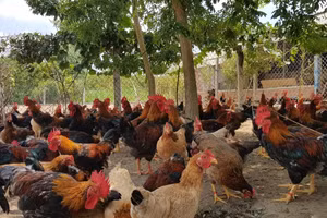 Mô hình nuôi gà giúp hộ dân thoát nghèo.