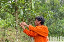 Huyện Trà Bồng (Quảng Ngãi) là một trong 4 vùng quế trọng điểm của cả nước, với diện tích hiện có khoảng 5.500ha.