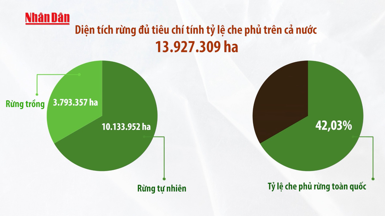 [Video] Giữ “lá phổi xanh” - giữ lấy tương lai