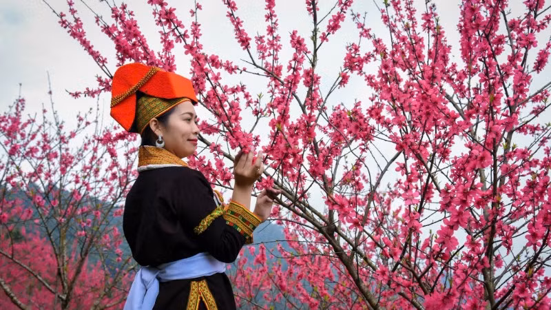 Lễ hội tôn vinh giá trị cây đào xứ Lạng - biểu tượng của mùa xuân, sức sống và nét đẹp văn hóa truyền thống miền biên viễn. (Ảnh: BTC)