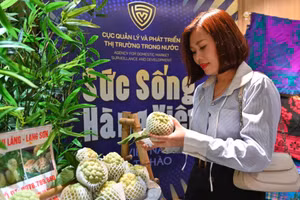 Người tiêu dùng chọn mua sản phẩm na Chi Lăng (Lạng Sơn) tại chương trình "Sức sống hàng Việt" do Cục Quản lý và Phát triển thị trường trong nước tổ chức tại Hà Nội. (ẢNH: QUYÊN LƯU)