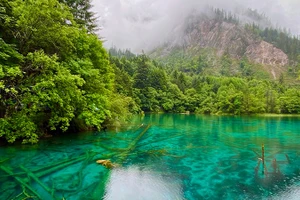 Những thân cây nằm dưới làn nước xanh thẫm tạo nên một vẻ đẹp độc đáo không nơi nào có được của Cửu Trại Câu.