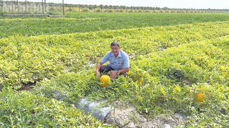 Phóng viên trên ruộng dưa hấu Tết của anh Nguyễn Tâm Trí, ngụ ấp Hưng Nghĩa, xã Tân Lược, tỉnh Vĩnh Long. 