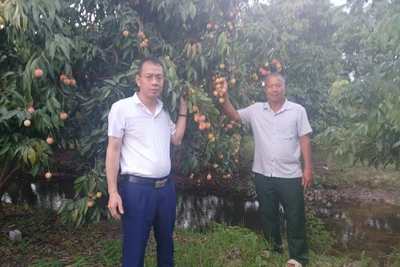 Ông Vũ Hồng Ngân (bên phải) tại vườn vải trứng của gia đình.