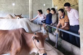 Mô hình vay vốn chăn nuôi bò ở thôn Hùng Sơn, xã Phú Trạch. 