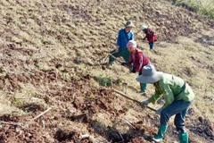 Người dân bản Mý Làng A, xã Sáng Nhè làm đất để chuẩn bị trồng dứa theo dự án liên kết hỗ trợ giảm nghèo năm 2025.