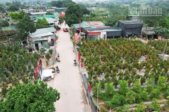 Hà Nội: Đào, quất tại nhà vườn vào vụ Tết vẫn giữ mức giá ổn định