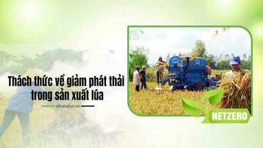 Thách thức về giảm phát thải trong sản xuất lúa