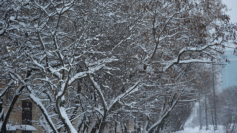 Những lùm cây bên đường được phủ kín tuyết trắng tinh khôi. (Ảnh: XUÂN HƯNG)
