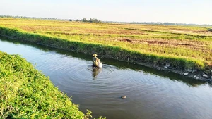 Mương thải đen kịt sát đồng lúa Hội An.