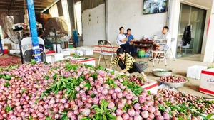 Mận rớt giá khiến nông dân đón vụ mùa lao đao.