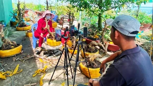 Người trồng mai ở Tân Tây giờ đẩy mạnh livestream, bán hàng qua mạng, cho hiệu quả kinh tế cao.
