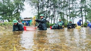 Đồn Biên phòng Cửa khẩu cảng Cửa Việt cùng Hải đội 202 Cảnh sát biển hỗ trợ người dân thôn 5, xã Gio Hải, huyện Gio Linh thu hoạch lúa bị ngập úng. Ảnh: VGPMT