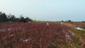 Phần lớn diện tích đào đã qua khâu tuốt lá. Ảnh: SƠN ĐOÀN