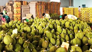 Ngành sầu riêng cần đi bằng cả chất lượng và minh bạch.