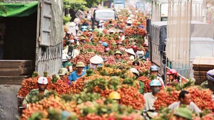 Vào mùa thu hoạch vải thiều. Ảnh: BẢO TRUNG
