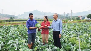Mô hình trồng rau giúp nông dân Mường Sang làm giàu.