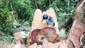 Nhà báo Hoàng Văn Chiên (người ngồi trên thân cây) cùng lực lượng kiểm lâm đo thân cây nghiến lớn vừa bị các đối tượng chặt hạ trái phép tại huyện Sìn Hồ (Lai Châu).