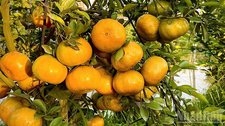 ក្រូចឃ្វិចពណ៌ផ្កាឈូកនៅឡៃវូងកំពុងរីកពេញទំហឹង។ ndo_br_qh4.jpg