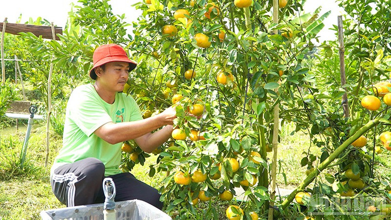 លោក ង្វៀន ហ្វាងផុង មើលថែដើមក្រូចឃ្វិច។ ndo_br_qh1.jpg