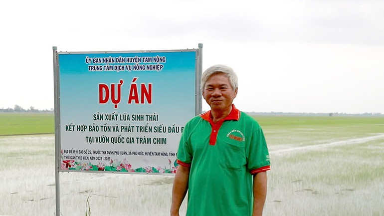 Nông dân tham gia Dự án Sản xuất lúa sinh thái kết hợp bảo tồn và phát triển sếu đầu đỏ tại Vườn quốc gia Tràm Chim. lua2.jpg